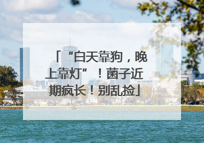 “白天靠狗，晚上靠灯”！菌子近期疯长！别乱捡