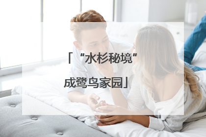 “水杉秘境”成鹭鸟家园