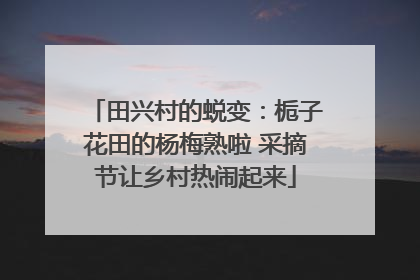 田兴村的蜕变：栀子花田的杨梅熟啦 采摘节让乡村热闹起来