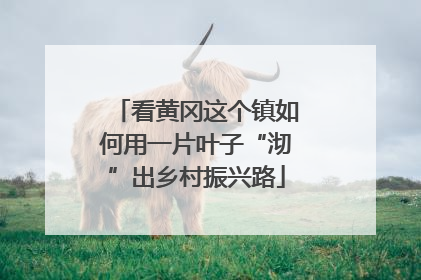 看黄冈这个镇如何用一片叶子“沏”出乡村振兴路