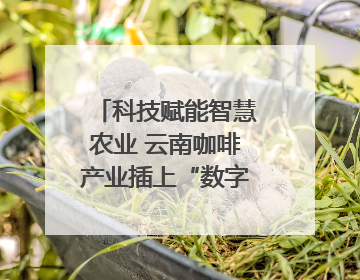 科技赋能智慧农业 云南咖啡产业插上“数字翅膀”