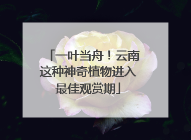 一叶当舟！云南这种神奇植物进入最佳观赏期