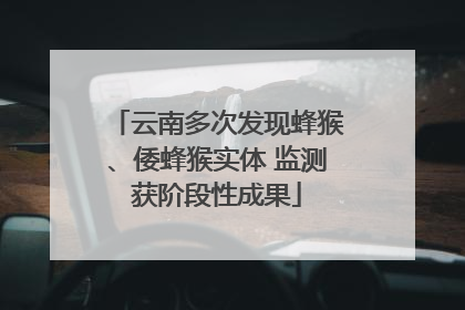 云南多次发现蜂猴、倭蜂猴实体 监测获阶段性成果