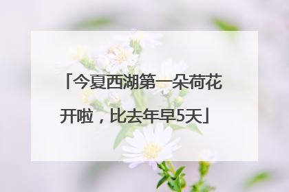 今夏西湖第一朵荷花开啦，比去年早5天