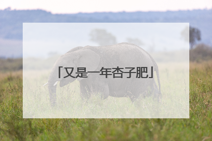 又是一年杏子肥