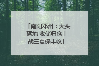 南阳邓州：大头落地 收储归仓丨战三夏保丰收