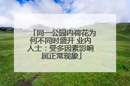 同一公园内荷花为何不同时盛开 业内人士：受多因素影响 属正常现象