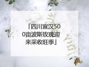 四川宣汉500亩波斯玫瑰迎来采收旺季