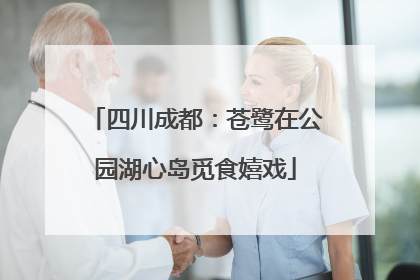 四川成都：苍鹭在公园湖心岛觅食嬉戏