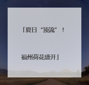 夏日“顶流”！福州荷花盛开