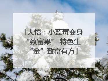 大悟：小蓝莓变身“致富果” 特色生“金”致富有方