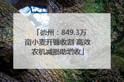 德州：849.3万亩小麦开镰收割 高效农机减损助增收
