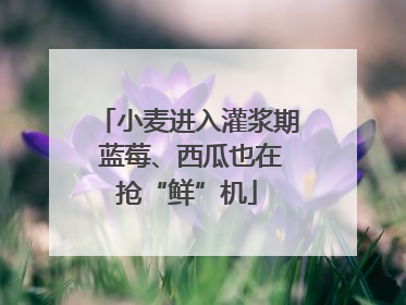 小麦进入灌浆期 蓝莓、西瓜也在抢“鲜”机