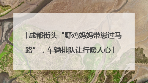 成都街头“野鸡妈妈带崽过马路”，车辆排队让行暖人心