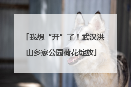 我想“开”了！武汉洪山多家公园荷花绽放