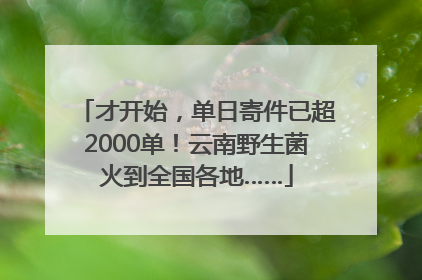 才开始，单日寄件已超2000单！云南野生菌火到全国各地……