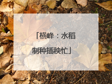 横峰：水稻制种插秧忙