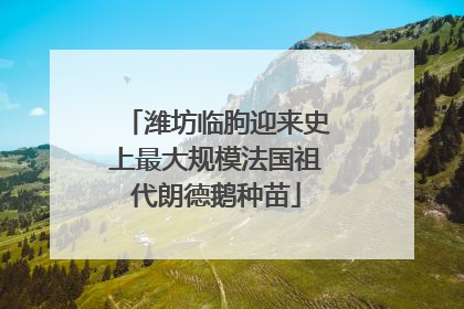 潍坊临朐迎来史上最大规模法国祖代朗德鹅种苗