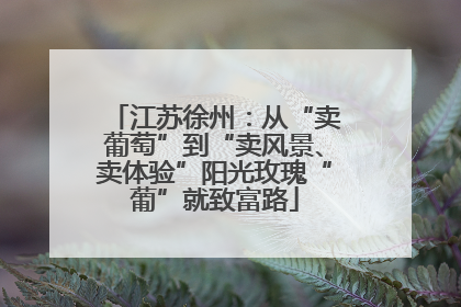 江苏徐州：从“卖葡萄”到“卖风景、卖体验”阳光玫瑰“葡”就致富路
