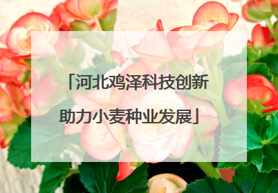 河北鸡泽科技创新助力小麦种业发展