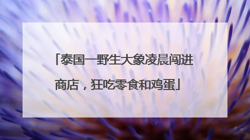 泰国一野生大象凌晨闯进商店，狂吃零食和鸡蛋