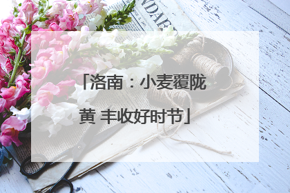 洛南：小麦覆陇黄 丰收好时节
