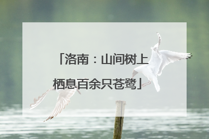 洛南：山间树上栖息百余只苍鹭