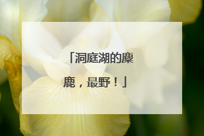 洞庭湖的麋鹿，最野！