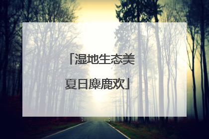 湿地生态美 夏日麋鹿欢