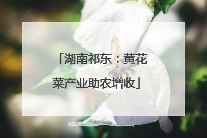 湖南祁东：黄花菜产业助农增收