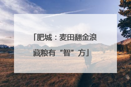 肥城：麦田翻金浪藏粮有“智”方