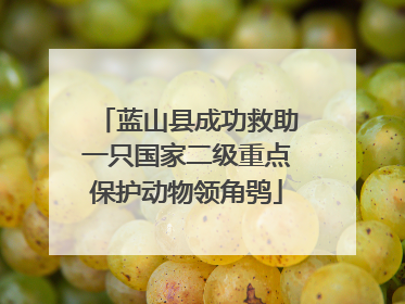 蓝山县成功救助一只国家二级重点保护动物领角鸮