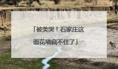被美哭！石家庄这面花墙藏不住了