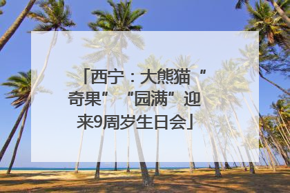 西宁：大熊猫“奇果”“园满”迎来9周岁生日会