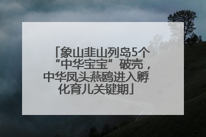 象山韭山列岛5个“中华宝宝”破壳，中华凤头燕鸥进入孵化育儿关键期