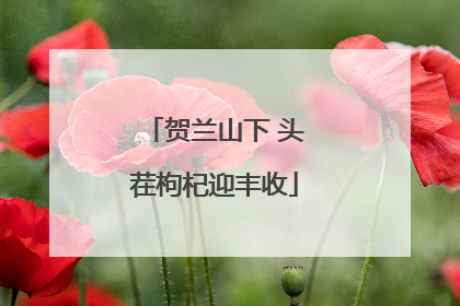 贺兰山下 头茬枸杞迎丰收