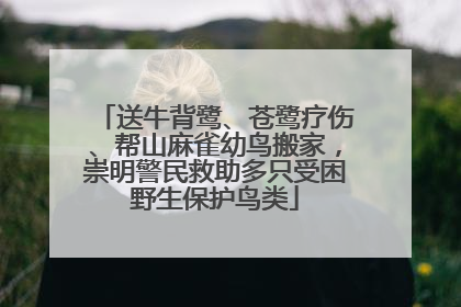 送牛背鹭、苍鹭疗伤、帮山麻雀幼鸟搬家，崇明警民救助多只受困野生保护鸟类