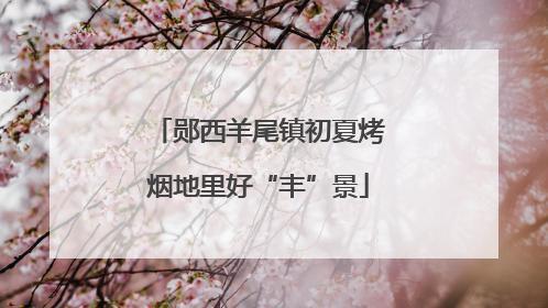 郧西羊尾镇初夏烤烟地里好“丰”景