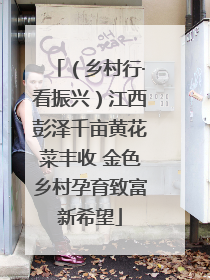 （乡村行·看振兴）江西彭泽千亩黄花菜丰收 金色乡村孕育致富新希望