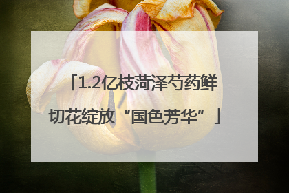 1.2亿枝菏泽芍药鲜切花绽放“国色芳华”